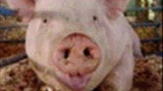 Blodwyn Pig - See My Way-Live 1970