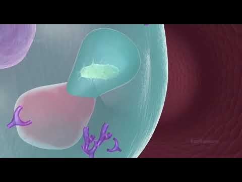 Humoural immune response