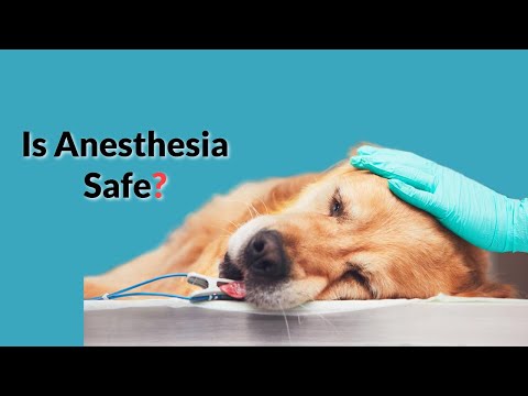How Safe Is Anesthesia For Your Pet?🐕🐈