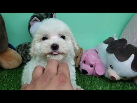 Maltipoo Puppy- Female- Jenny