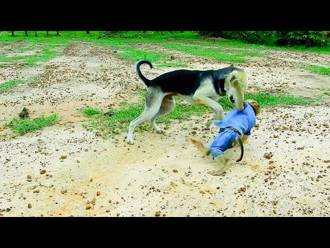 [ TIME TRAINING ] SokYaa Need Ride On Little Dog, SokYaa Hard Working