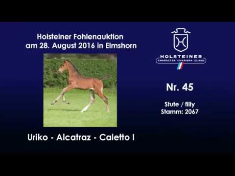 Holsteiner Fohlenauktion 2016 in Elmshorn - Nr. 45 v. Uriko - Alcatraz