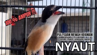 Download lagu burung cendet gacor PANJANG AMPUH untuk PANCINGAN CENDET AGAR BUNYI bikin BURUNG PENTET GACOR AKTIF mp3