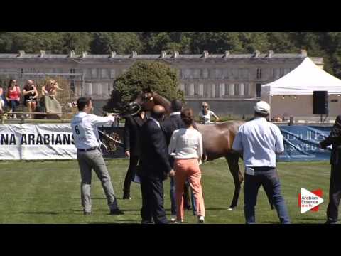 N.6 D SHIREEN - Chantilly 2015 AWC - Fillies 1 year old (Class 1B)