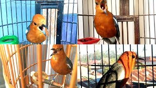 Download lagu Daring ANIS MERAH ngeplong untuk Merangsang Bunyi dan Melatih Figther Burung. Bikin Gac0r Yakin pass mp3 Download lagu Daring ANIS MERAH ngeplong untuk Merangsang Bunyi dan Melatih Figther Burung. Bikin Gac0r Yakin pass mp3