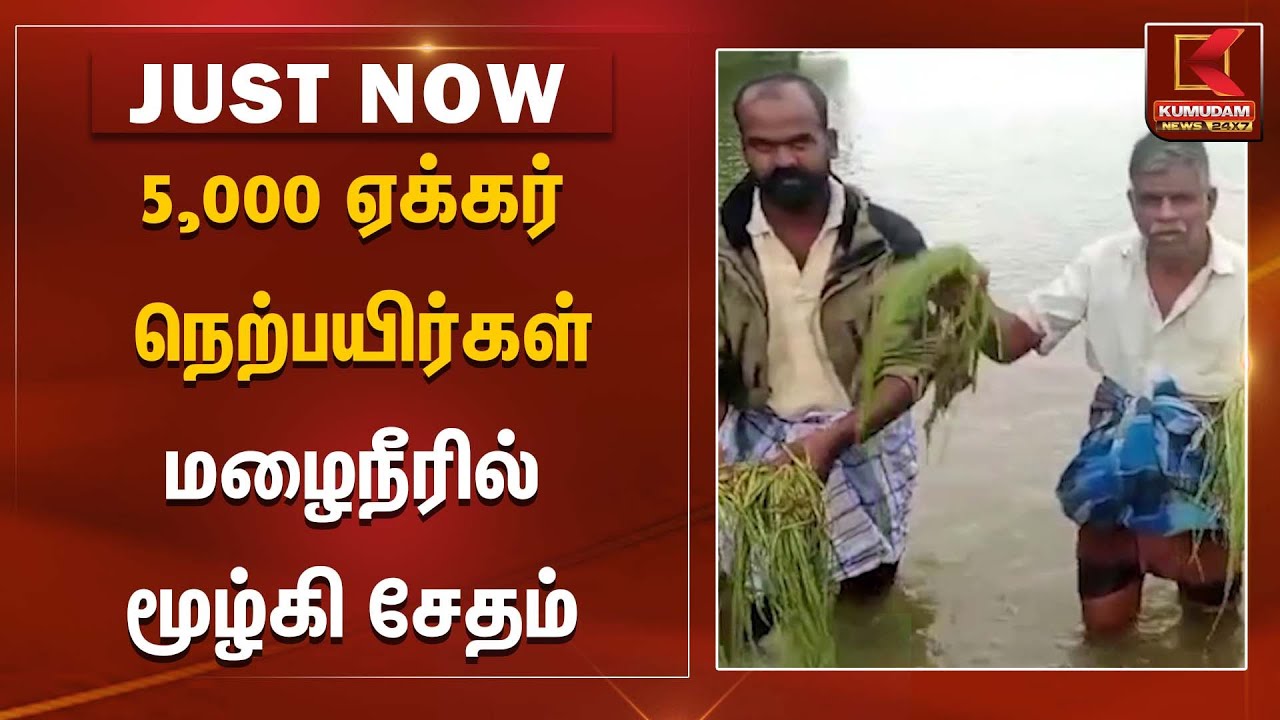5,000 ஏக்கர் நெற்பயிர்கள் மழைநீரில் மூழ்கி சேதம் | Paddy Damage | Kumudam News