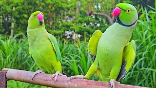 Parrot Talking Natural Voices / Sounds