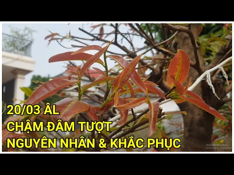 🔴 QBS22187 - NGUYÊN NHÂN CHẬM BẬT TƯỢT VÀ CÁCH KHẮC PHỤC | CÁCH LÀM CÂY MAI VÀNG NHANH BẬT MẦM RA LÁ