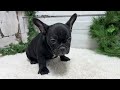 French Bulldog dogs for sale: Casper - Video 1