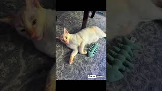 #loveforever #shortvideo #kittypartygames #studywithmeandmycat #funnyshorts #catlovers