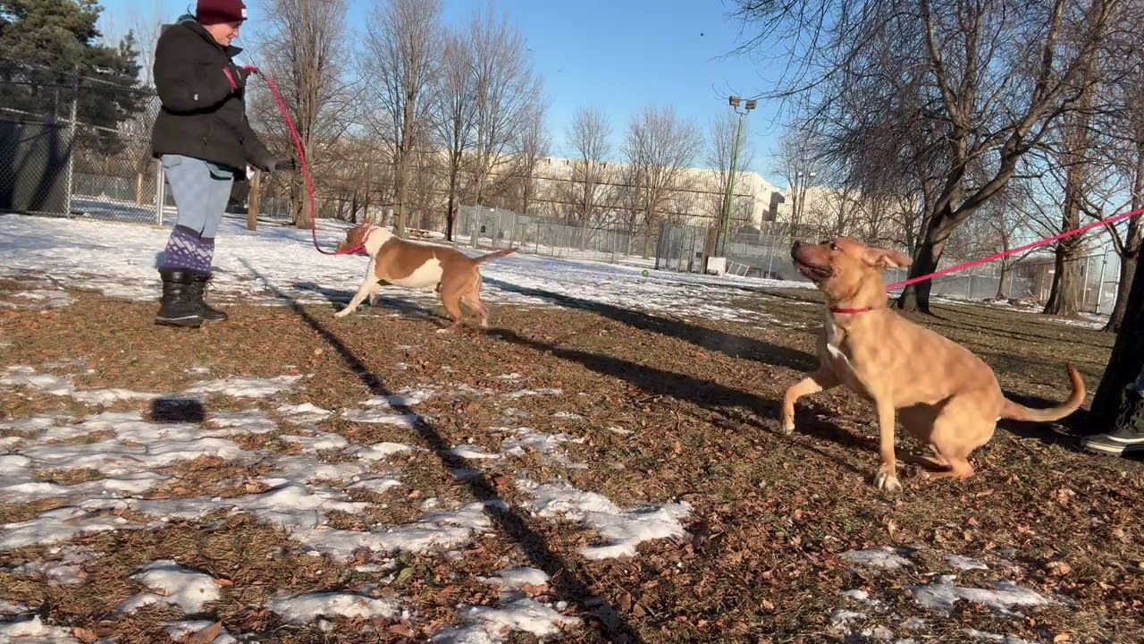 Enlarge Shea, a ADOPTABLE Pit Bull Terrier in Chicago, IL video 5/5