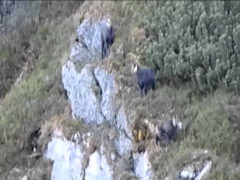 Gamsbrunft Stuhleck 2011.divx