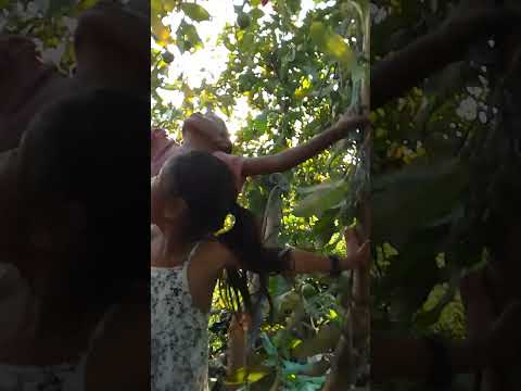 #guavatree #guava Asoj 26 2082 Sunday October 12 04 36 Pm 2025