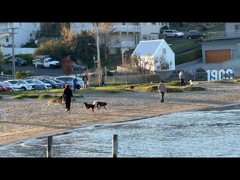 Exploring Short Beach Hobart – Dog-Friendly Coastal Escape