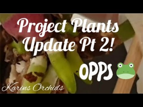 Project plants update Pt 2, Angraecum, cattleya hybrids, Psychopsis, Phalaenopsis orchids
