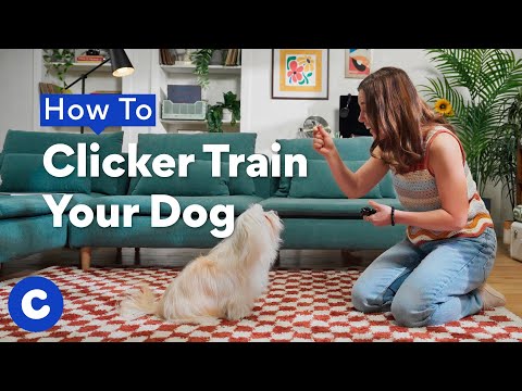How To Clicker Train Your Dog | Chewtorials