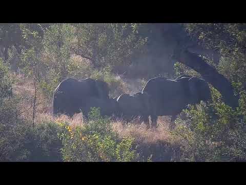 Djuma: Small herd of Elephants get a quick drink-a bit on the edge - 07:43 - 05/14/21