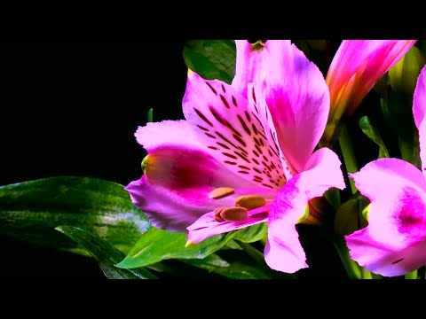 Live Reprodução Assistida