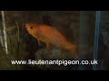 Forty Seven Year Old Goldfish