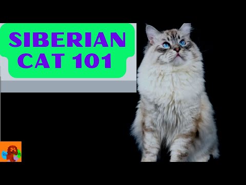 SIBERIAN CAT 101 / CAT BREEDS 101 - EVERYTHING YOU NEED TO KNOW ABOUT THE SIBERIAN!