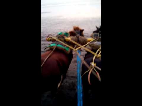 Arnala beach trip sohrab 's frnds