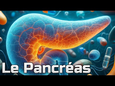 Le Pancréas et ses fonctions - CM#6