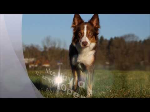 Nice Nayla - Agility A2, JumpingOpen1/2 - BASS 27.11. u. 17./18.12.16