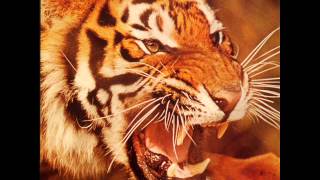 Chris Bowden - Life Support