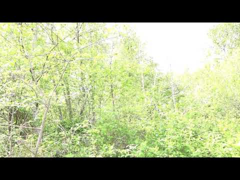 Rufous Hummingbird on a Favorite Perch