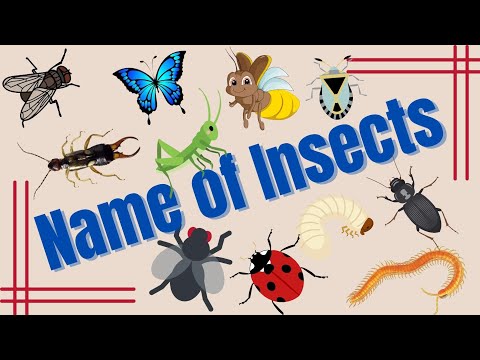 Name of Insects for kids | Flashcards | Kids Learning