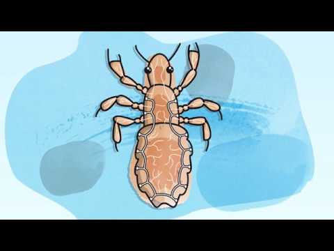 Kopfläuse schnell & bequem mit LICENER Shampoo behandeln - Anwendungsvideo