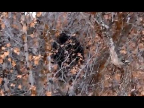 Bigfoot Sighting in Utah