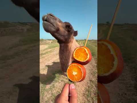 Camel vs Cactus 🌵🐪 | You Won't Believe What Happened!