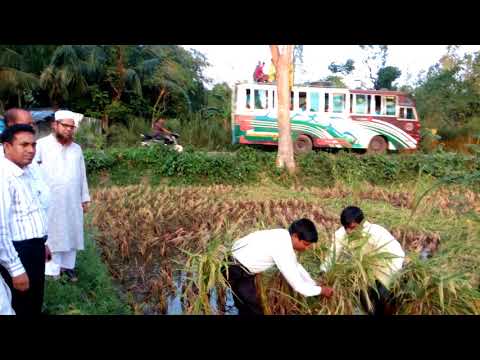 হেলে পরা ধান খেতে ঝুটি বাধা