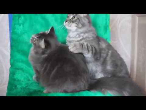 Female Alisa Formula Uspekha*RUS and male Alf Formula Uspekha*RUS. Age 6 months.