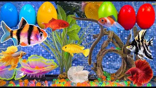 Colorful betta fish egg surprise, snake, angelfish, goldfish,koi,catfish,cichlid, fish tank aquarium