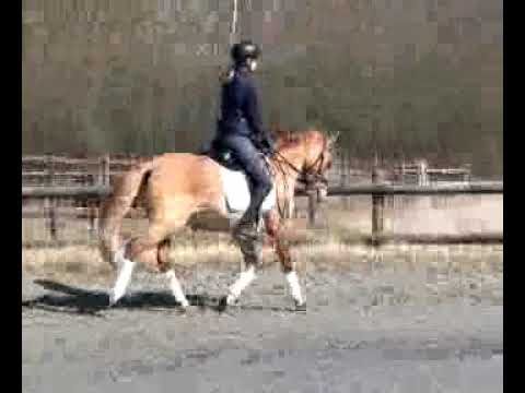 Der Gerät von Dimension AT