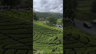 Download lagu pesona keindahan jalan ciwidey dan kebun teh nya yg menawan #ciwidey #bandung #jawabarat #viral #fyp mp3