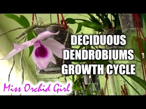 , title : 'Growth cycle of deciduous Dendrobium orchids'