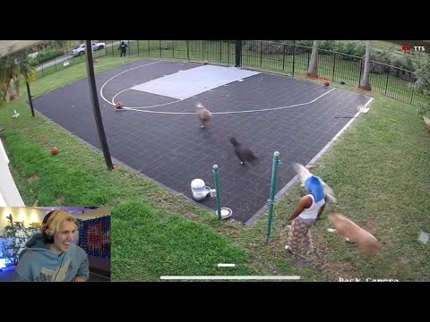 xQc reacts to YourRage Pulling out Gun on Intruder