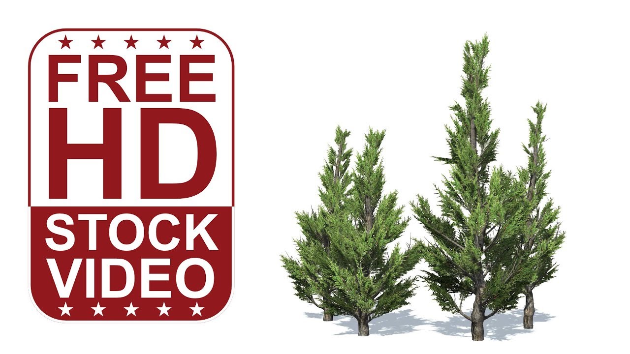 Free Stock Videos - hollywood juniper tree with wind effect on white background 3D animation