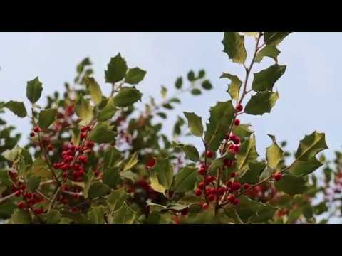 download lagu mp3 mp4 Nigra Inkberry Holly, download lagu Nigra Inkberry Holly gratis, unduh video klip Nigra Inkberry Holly