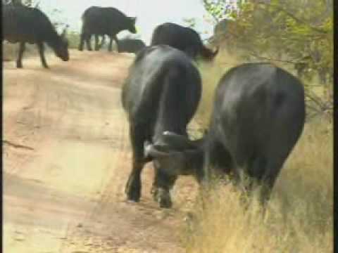 Cape Buffalo Herd Pt.2