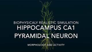 Realistic simulation of a hippocampus neuron
