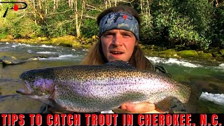 Tips To Catch Trout In Cherokee