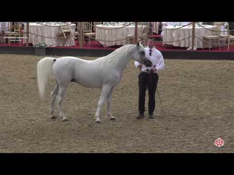 N 201 MOHANNED AL WAAB   10th Qatar International Arabian Peninsula Horse Show 2020   7+ Years Old