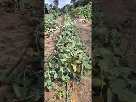 CHÁCARA TEIXEIRA DO VALE! #agro #ibiapina #serradaibiapaba #ceará