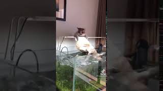 Download lagu Oh no.. oh no.... ala kucing mp3