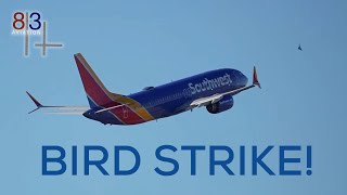 Bird Strike!!  Southwest Airlines Flight # 1462 Departing from Tampa