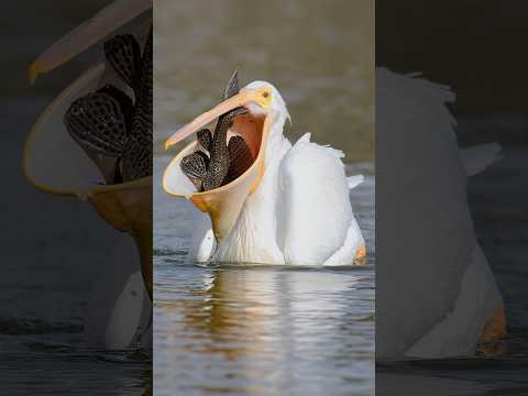 Cara Burung Pelikan Menangkap Ikan dengan Tepat #shorts #birds